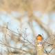 Объектив Samyang AF 135mm f/1.8 E-mount - Изображение 213166