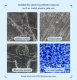 Объектив - микроскоп Apexel Mobile Microscope 200X для смартфона - Изображение 181692