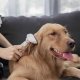 Расческа-триммер для животных Pawbby - Изображение 149503