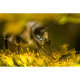 Объектив TTArtisan 40mm F2.8 Macro M-mount - Изображение 173715
